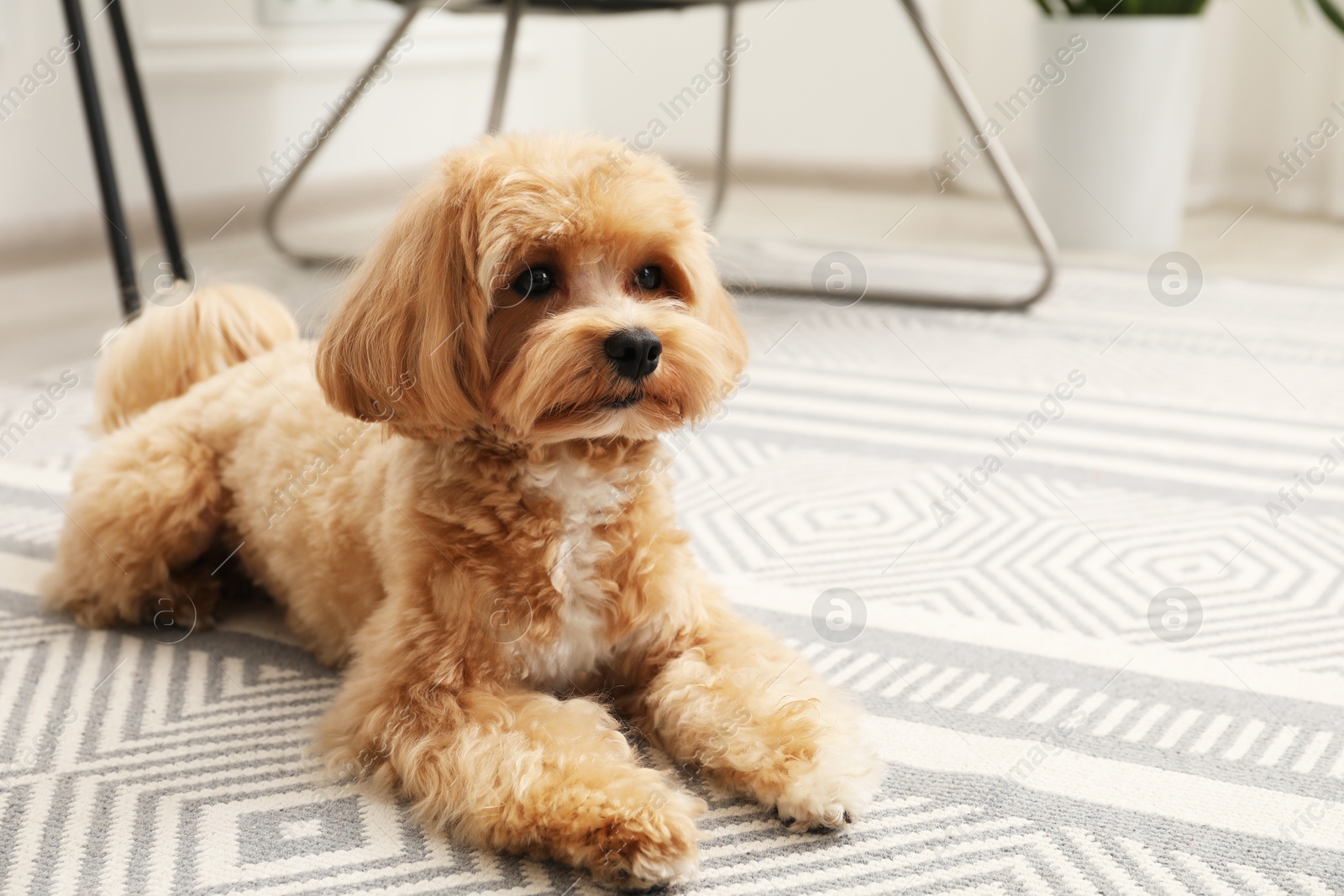 Photo of Cute Maltipoo dog on floor at home, space for text