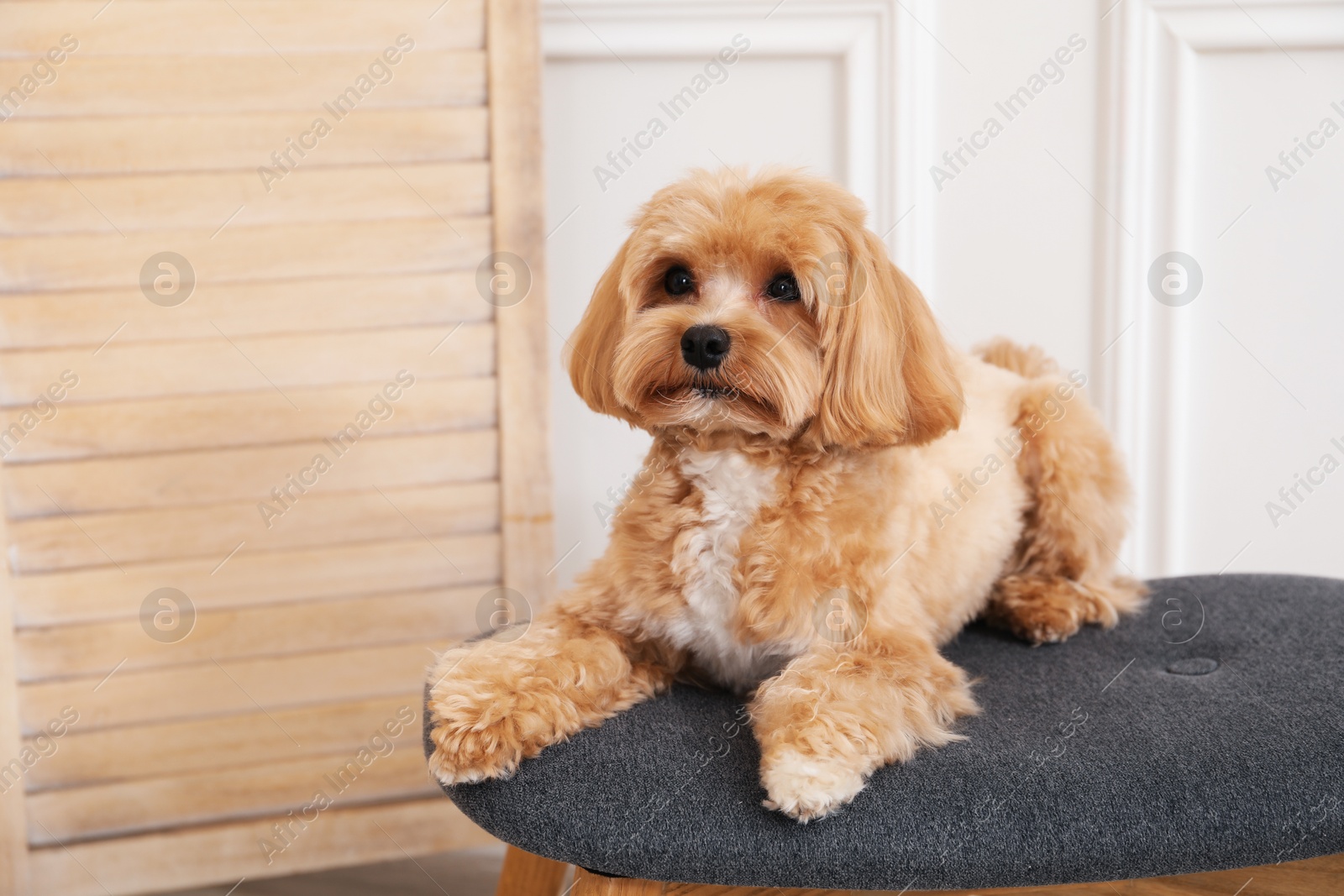 Photo of Cute Maltipoo dog on ottoman at home, space for text