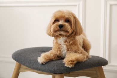 Cute Maltipoo dog on ottoman at home