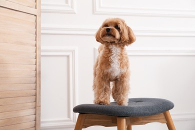 Photo of Cute Maltipoo dog on ottoman at home