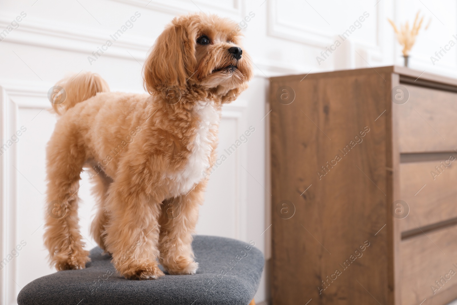 Photo of Cute Maltipoo dog on ottoman at home, space for text