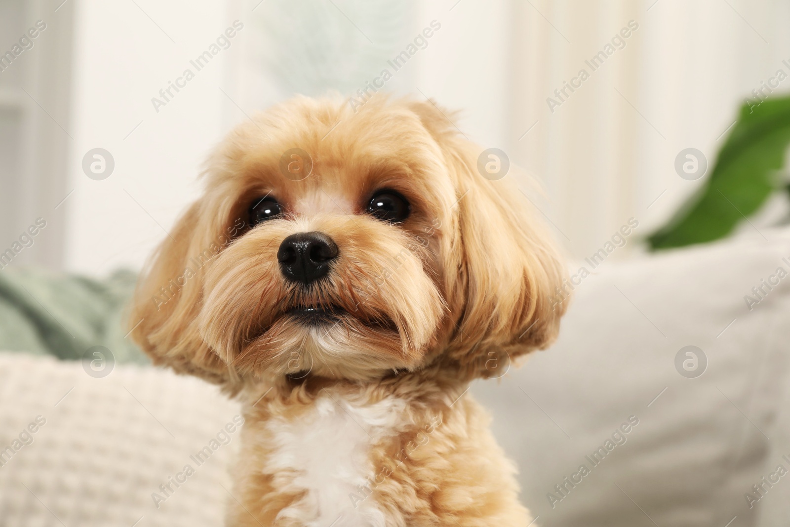 Photo of Cute Maltipoo dog at home. Lovely pet