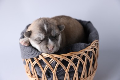 Photo of One tiny puppy sleeping in wicker basket against white background