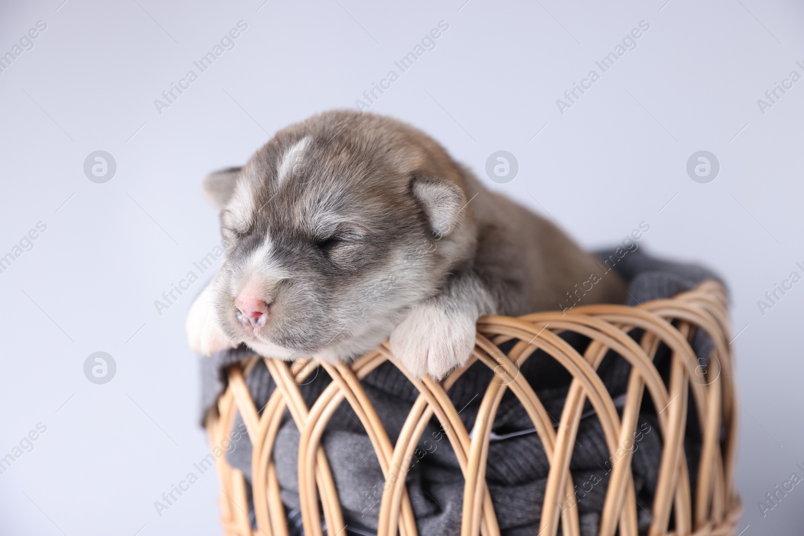 Photo of One tiny puppy sleeping in wicker basket against white background