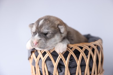 One tiny puppy sleeping in wicker basket against white background