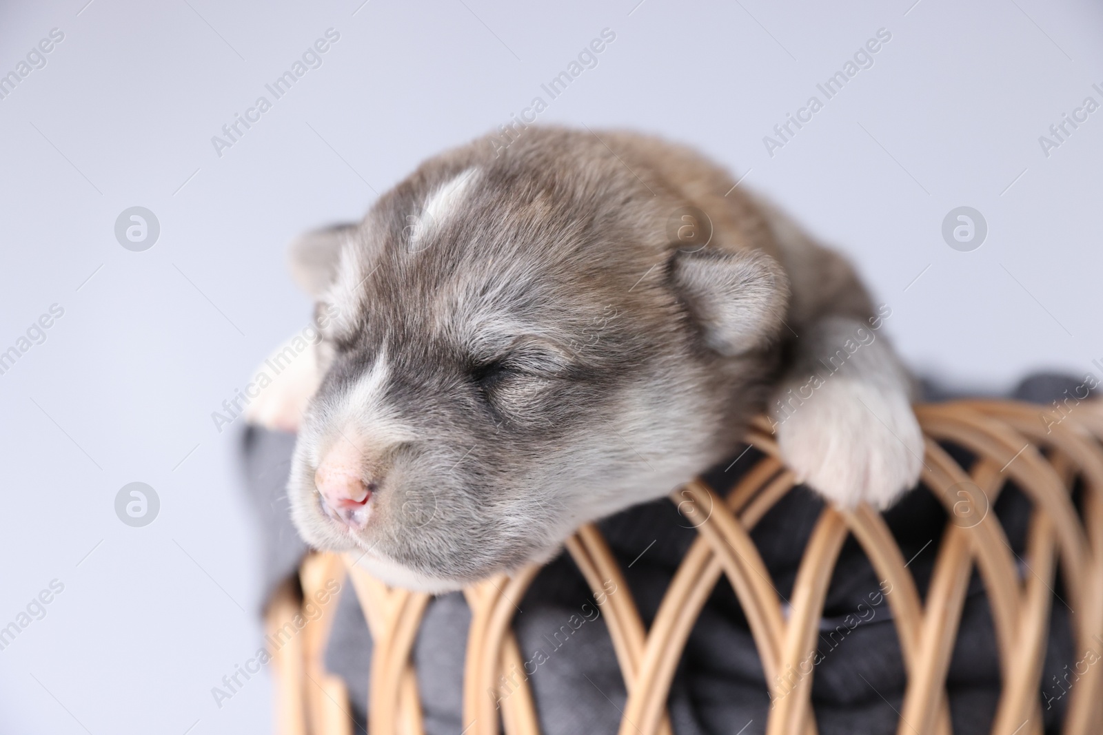 Photo of One tiny puppy sleeping in wicker basket against white background, closeup