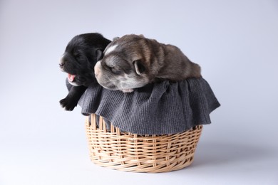 Tiny puppies sleeping in wicker basket against white background