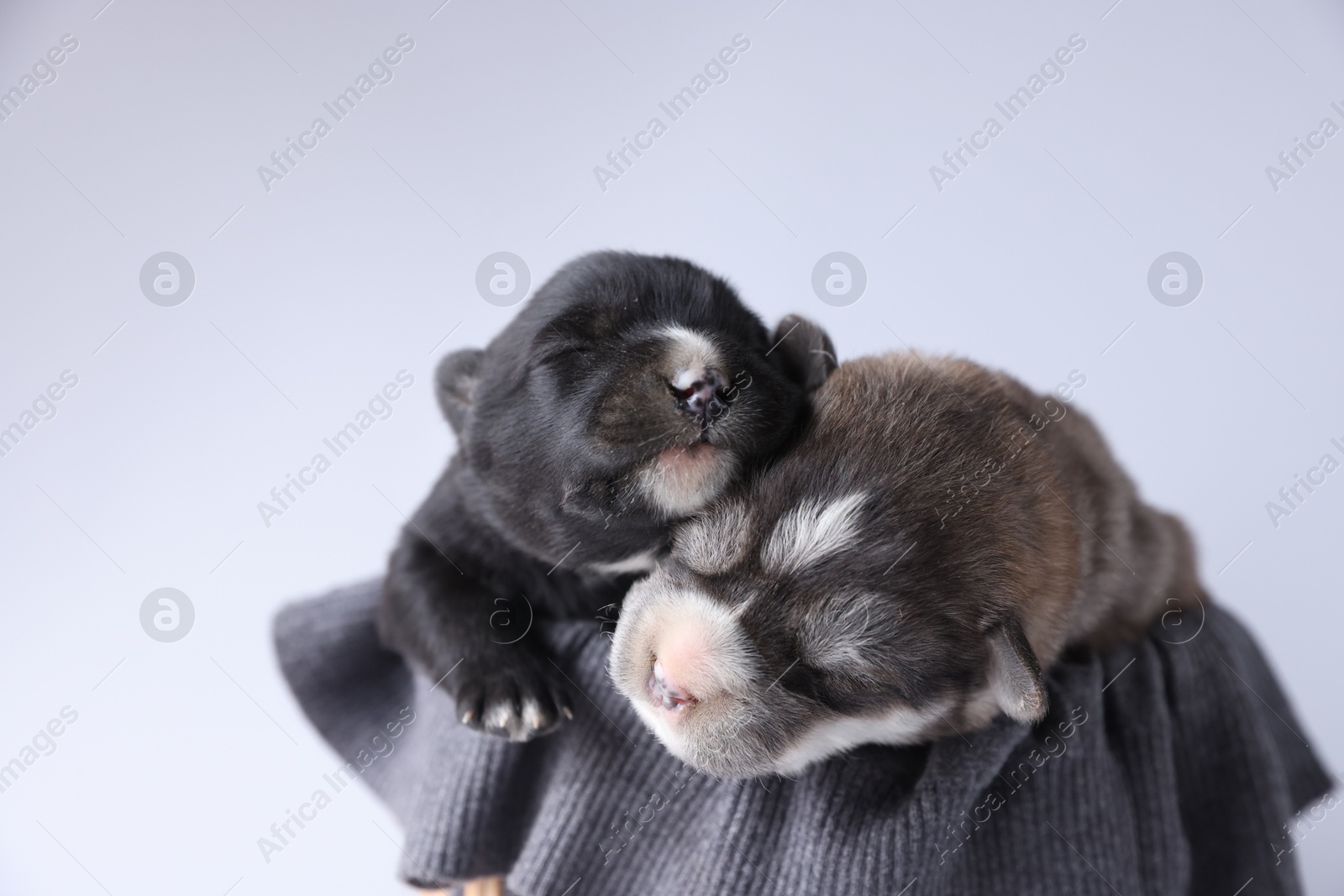 Photo of Tiny puppies sleeping on sweater against white background