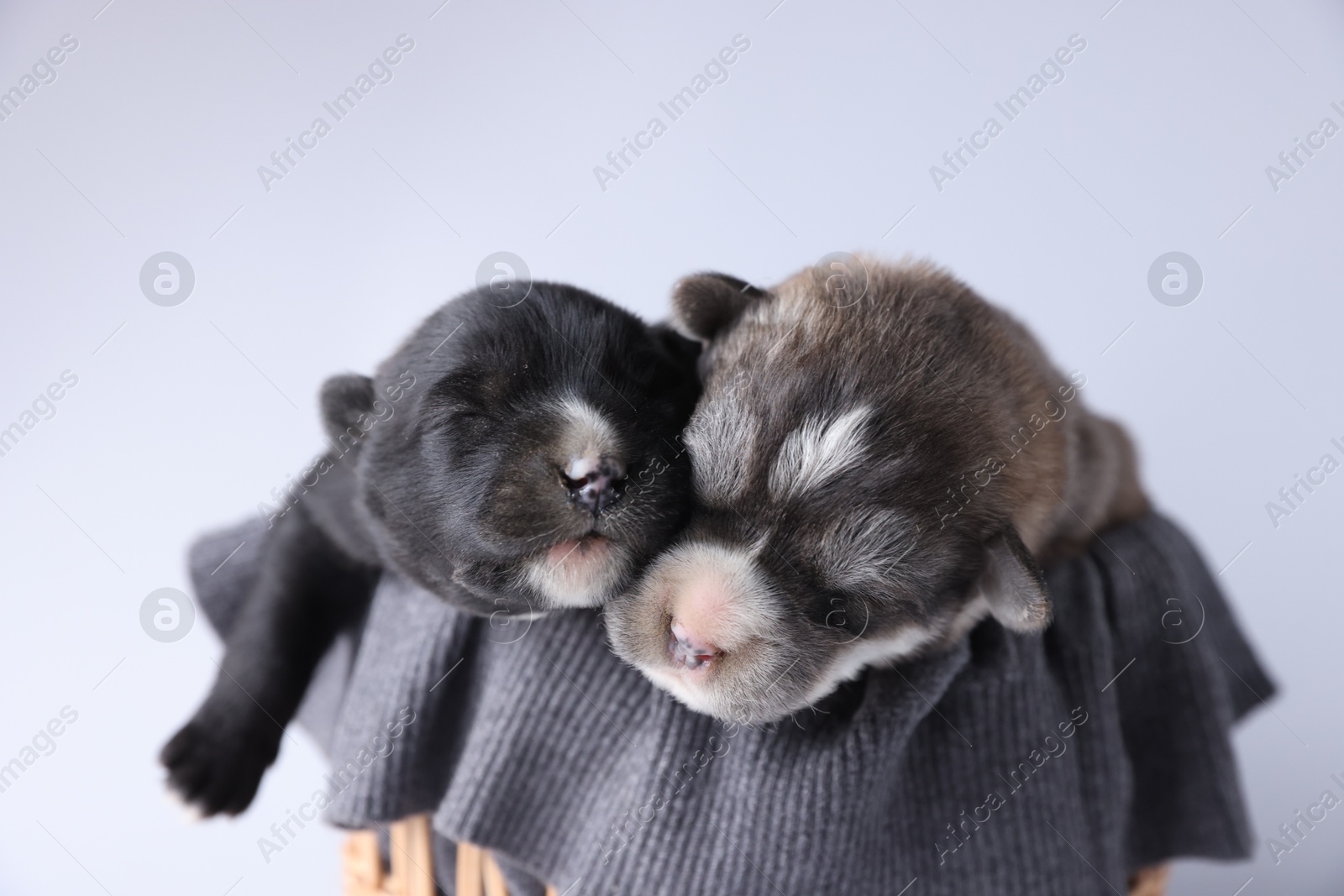 Photo of Tiny puppies sleeping on sweater against white background, closeup