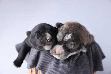 Tiny puppies sleeping on sweater against white background, closeup