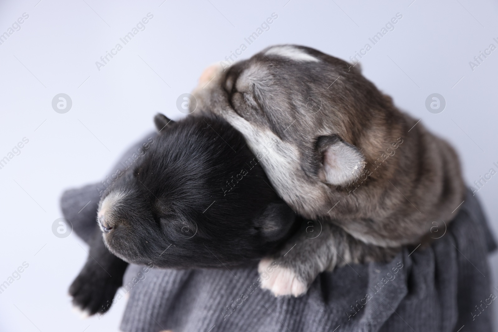 Photo of Tiny puppies sleeping on sweater against white background, closeup