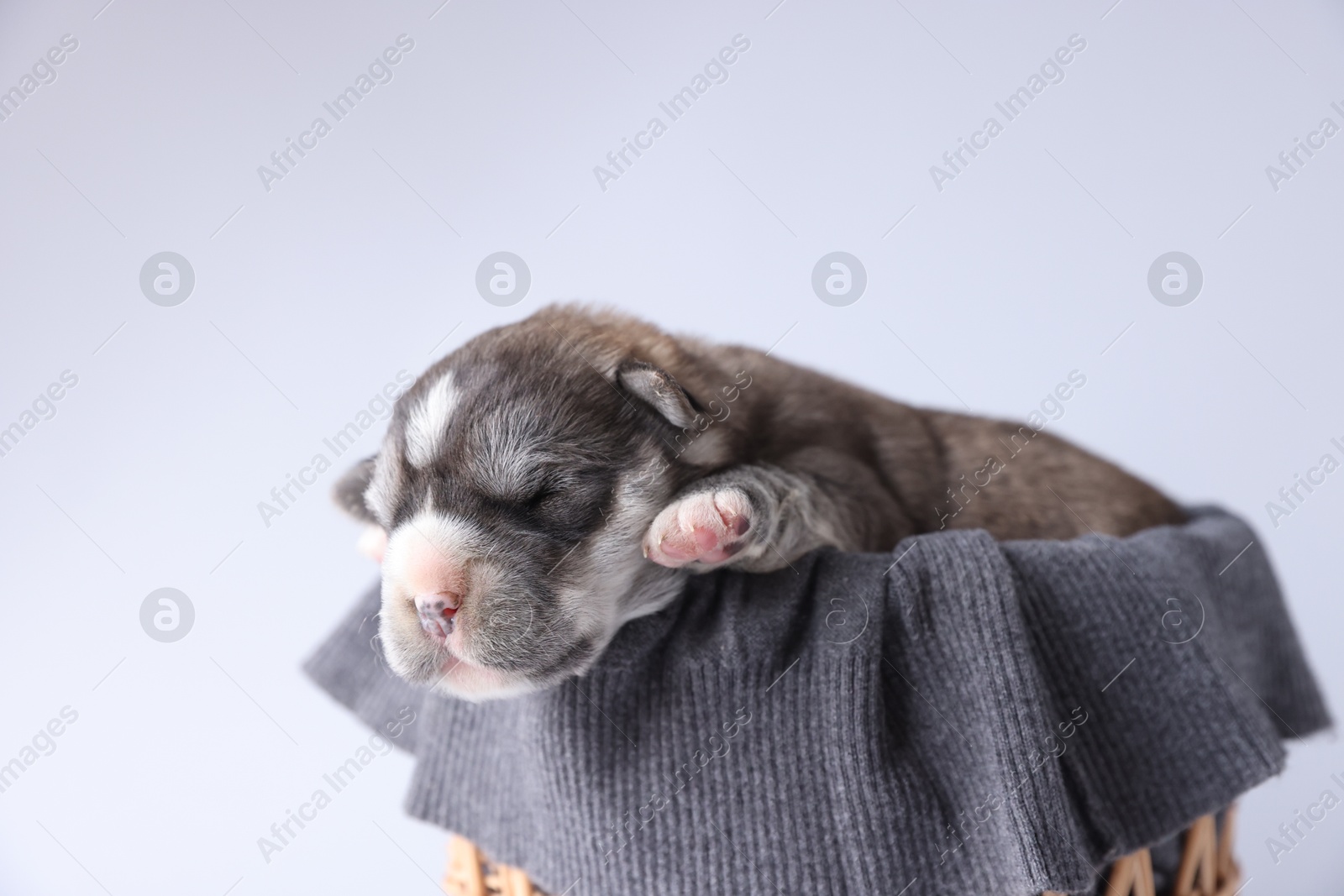 Photo of One tiny puppy sleeping in basket against white background