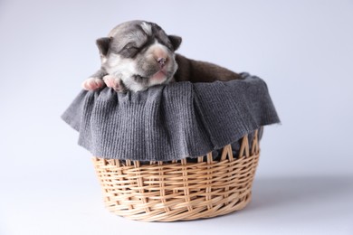 Photo of One tiny puppy sleeping in wicker basket against white background