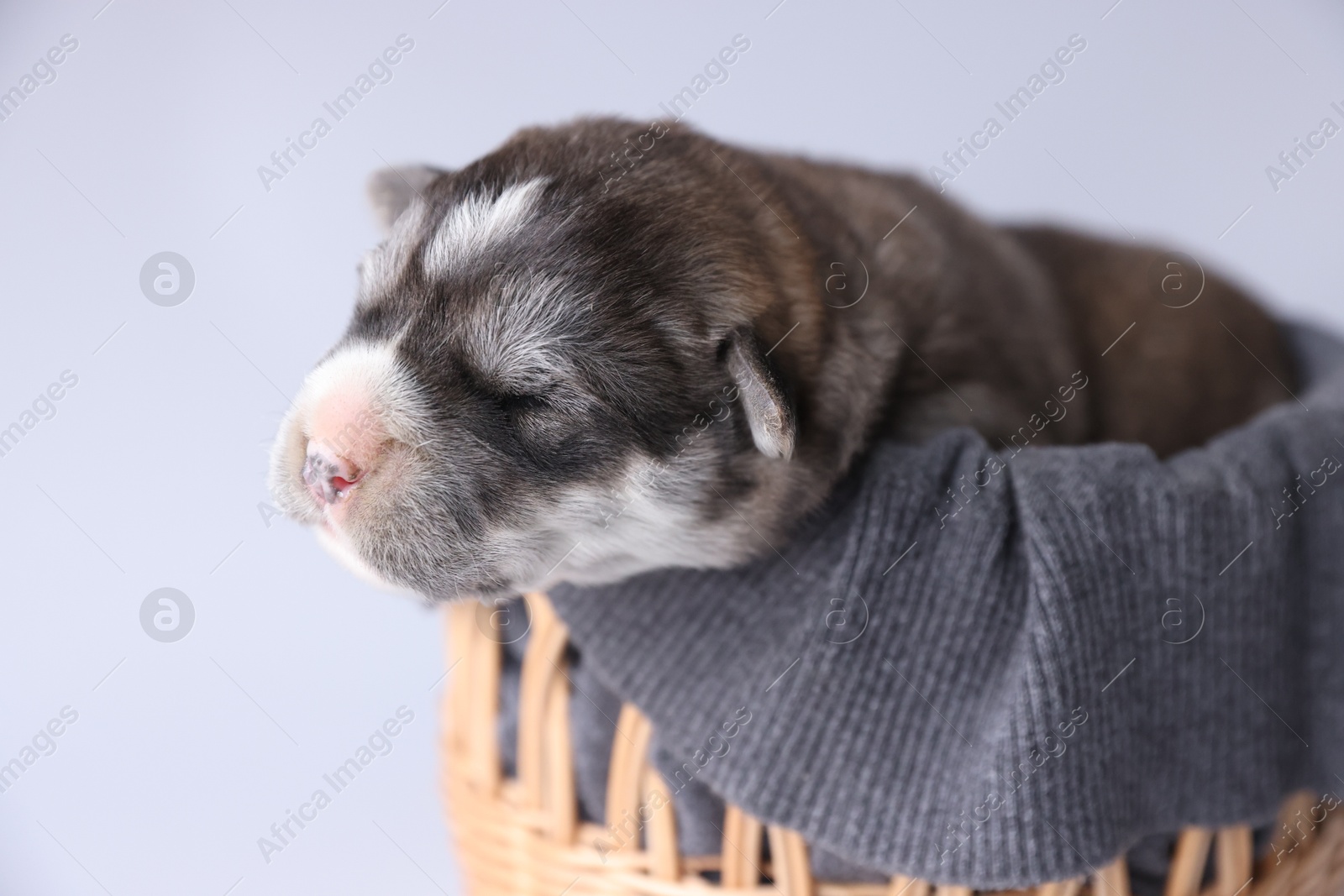 Photo of One tiny puppy sleeping in wicker basket against white background, closeup