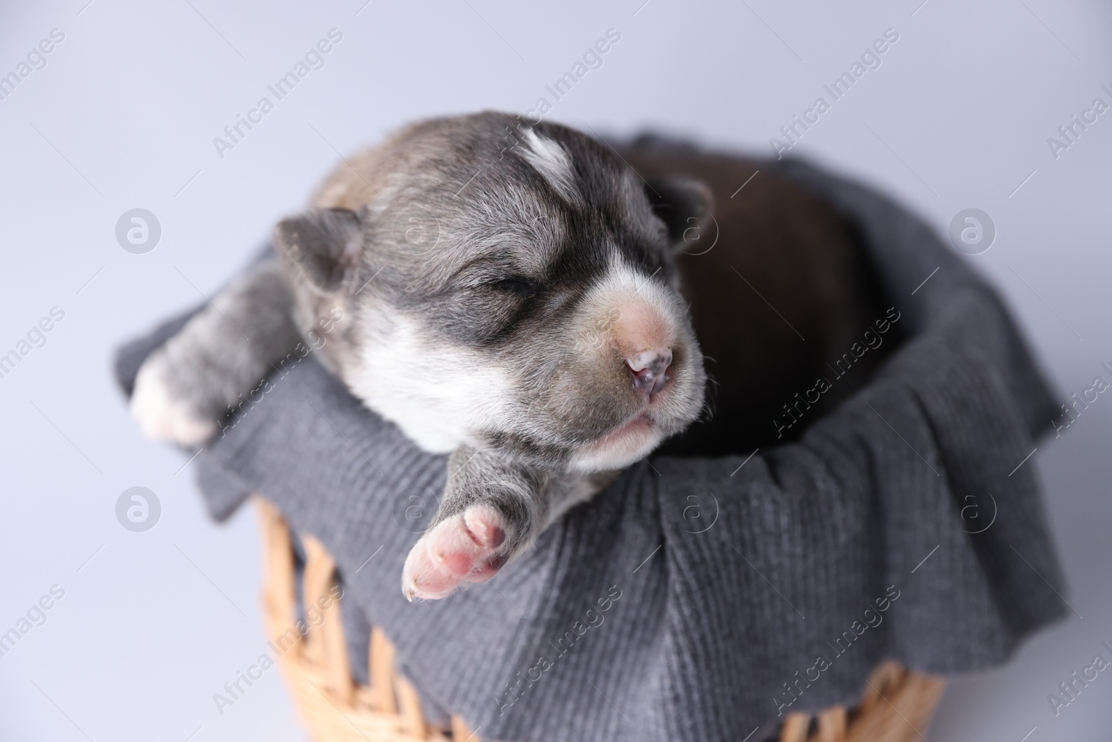 Photo of One tiny puppy sleeping in wicker basket against white background, closeup