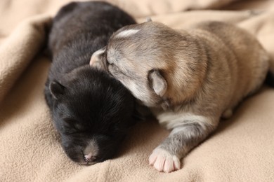 Photo of Tiny puppies sleeping together on beige blanket, closeup