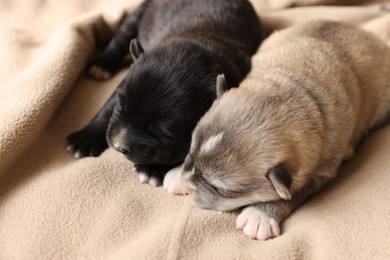 Tiny puppies sleeping together on beige blanket