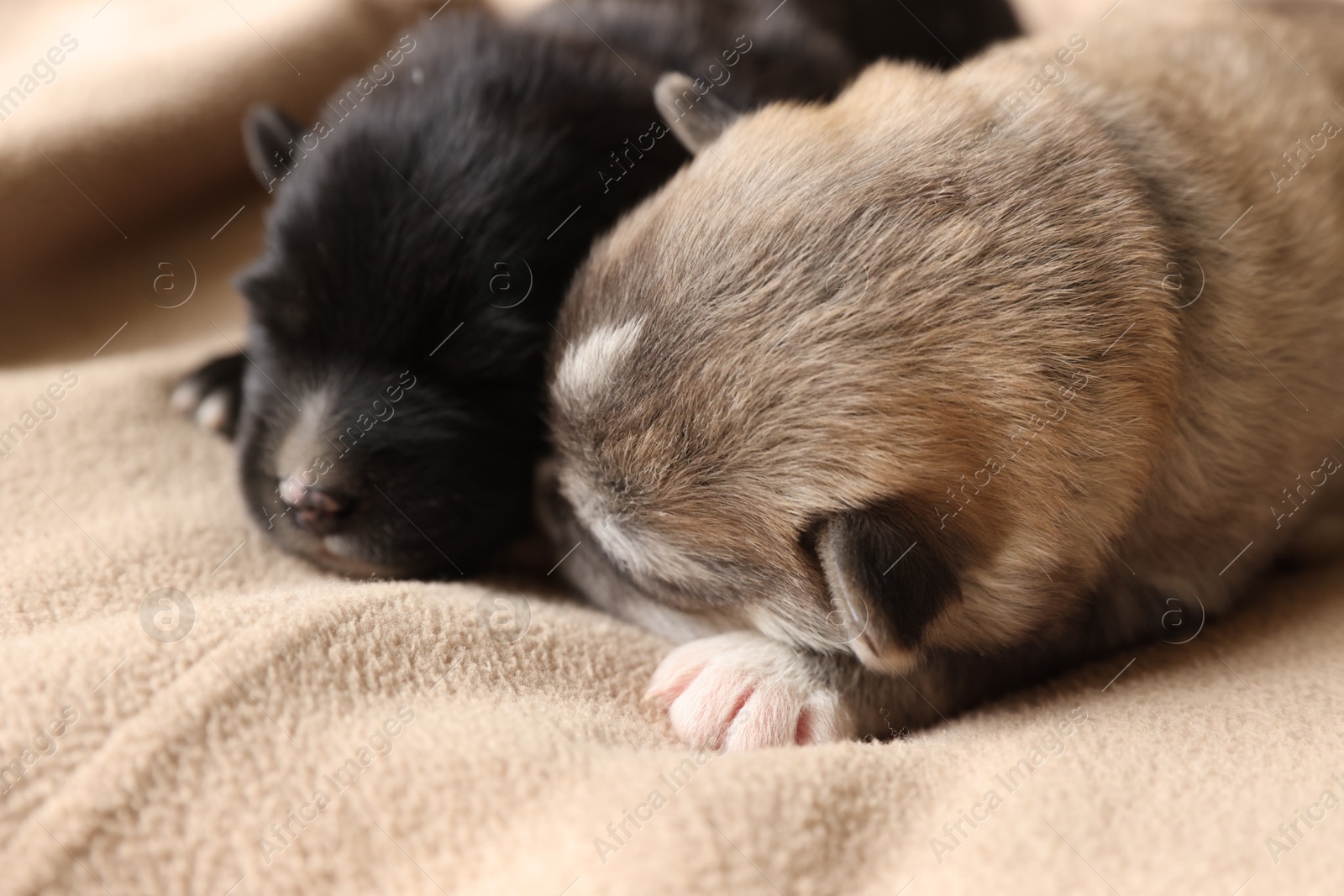 Photo of Tiny puppies sleeping together on beige blanket, closeup