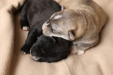 Tiny puppies sleeping together on beige blanket