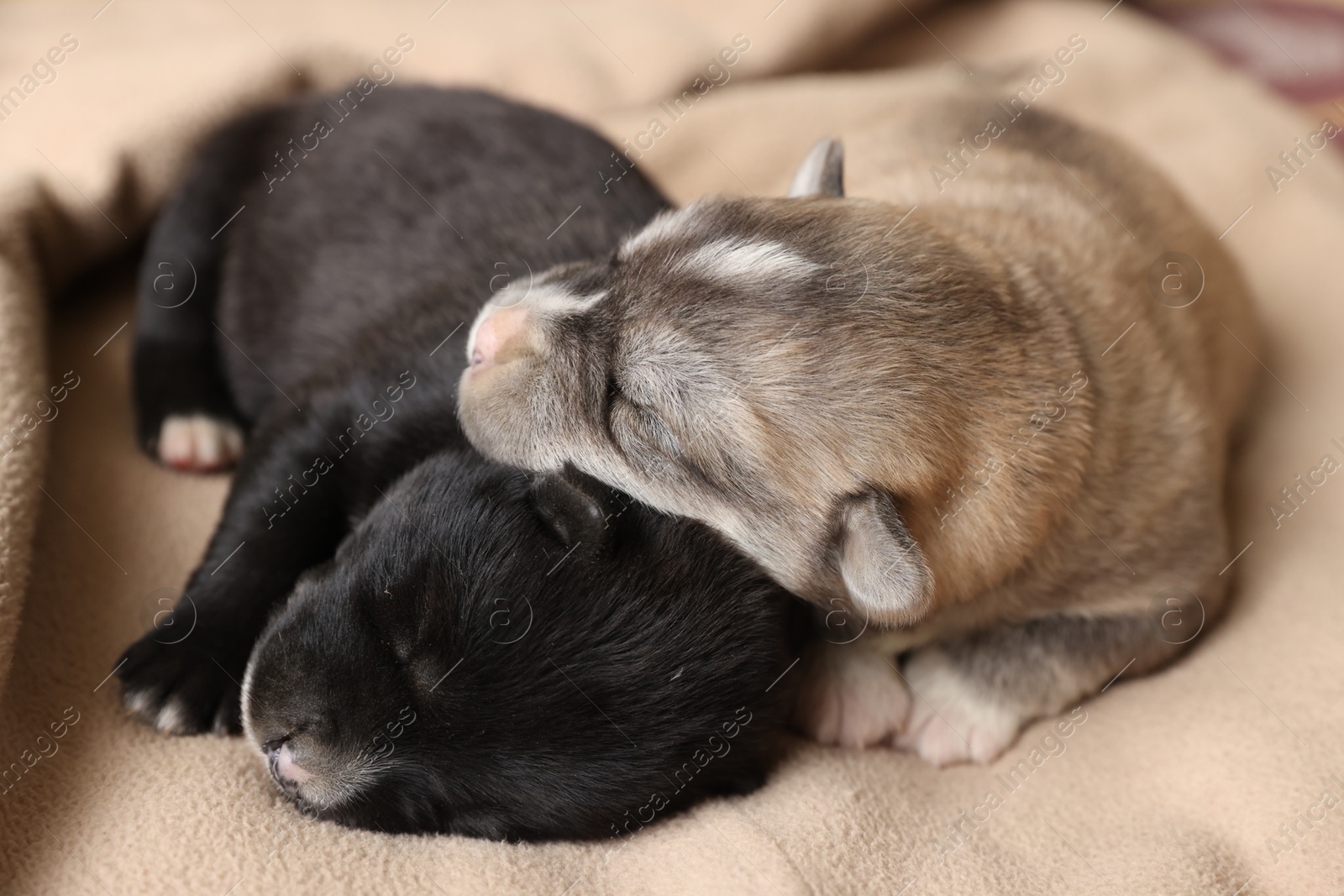 Photo of Tiny puppies sleeping together on beige blanket, closeup