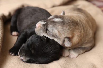 Photo of Tiny puppies sleeping together on beige blanket, closeup