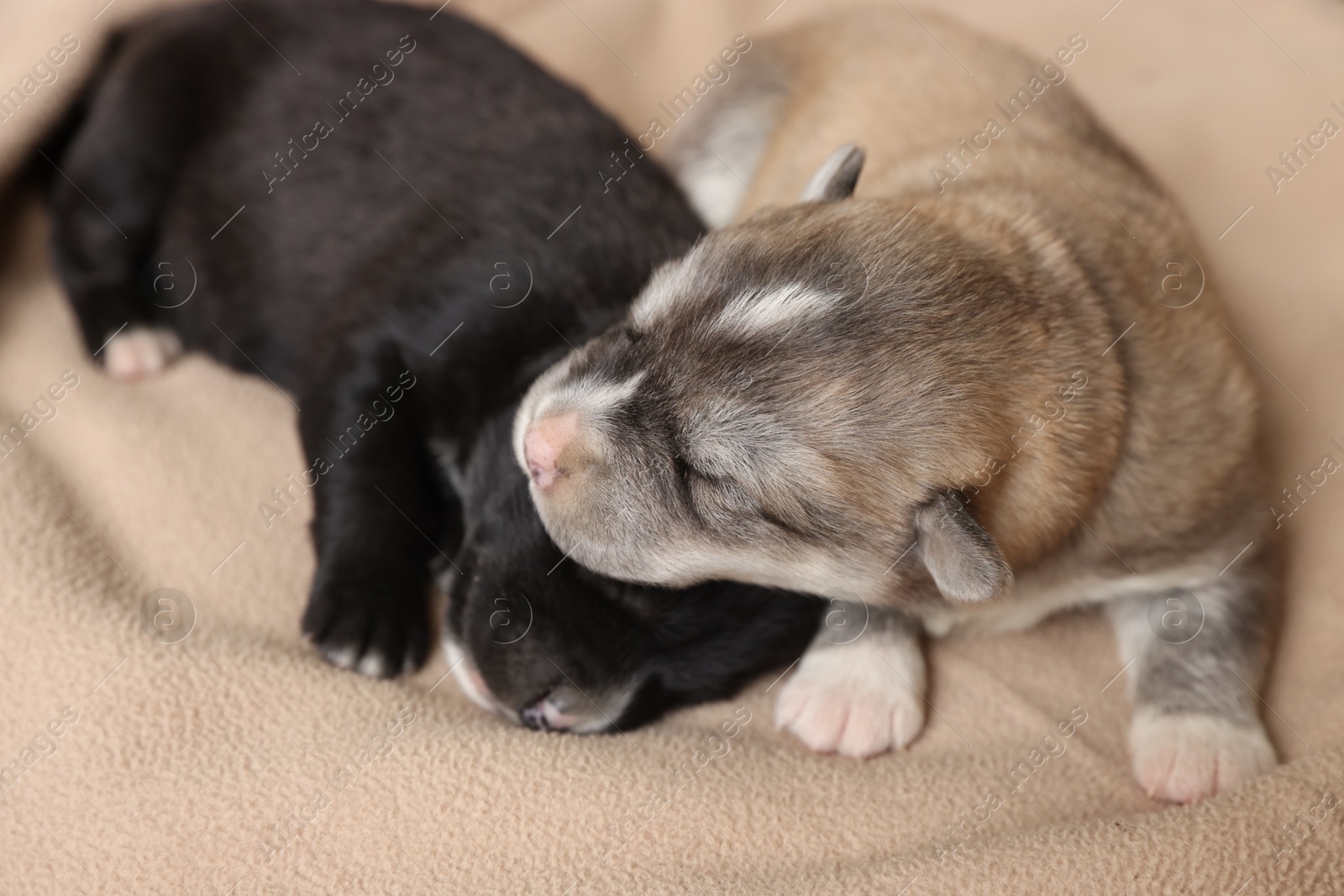 Photo of Tiny puppies sleeping together on beige blanket, closeup