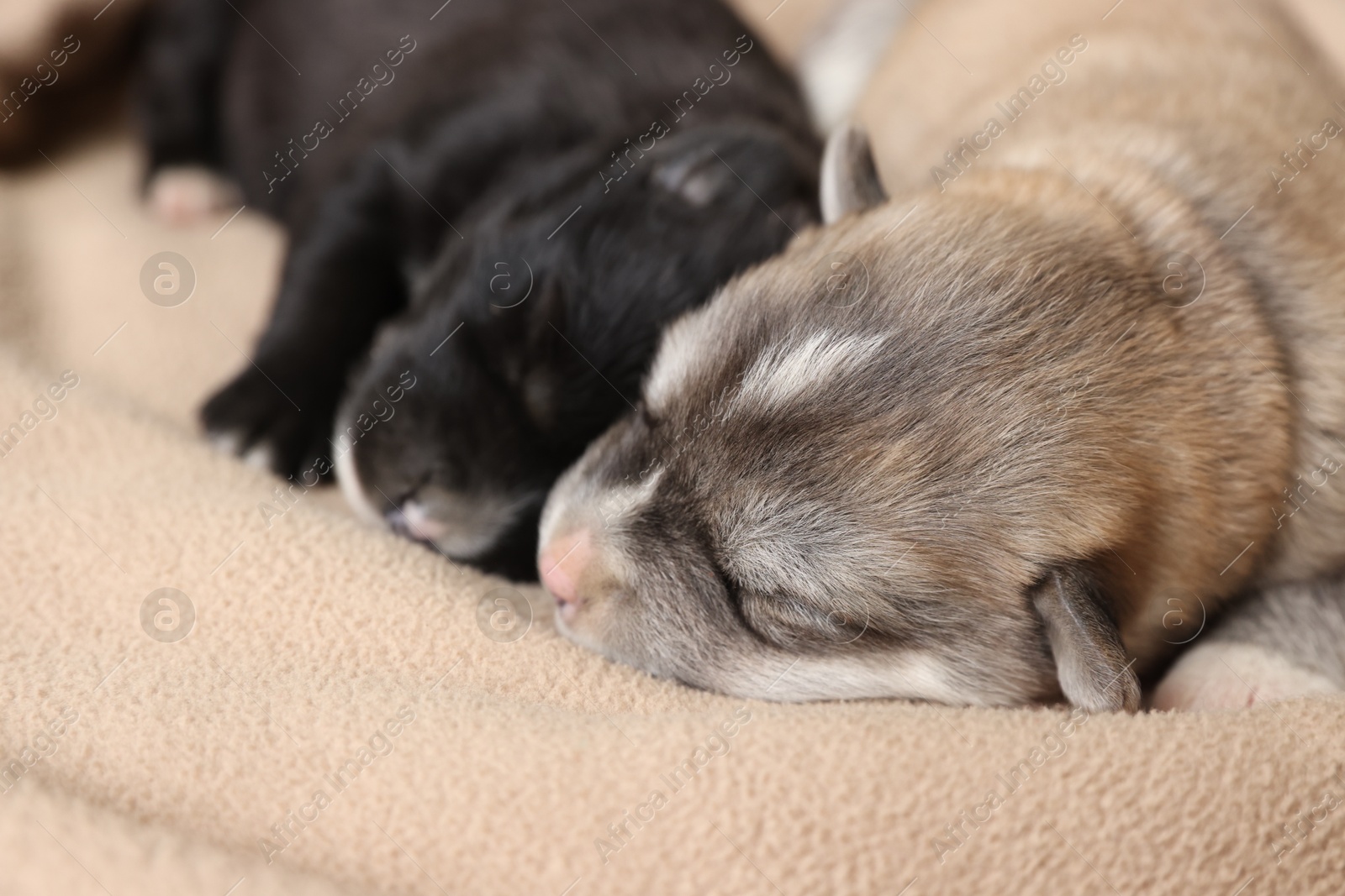 Photo of Tiny puppies sleeping together on beige blanket, closeup