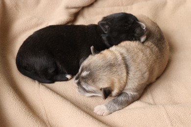 Tiny puppies sleeping together on beige blanket