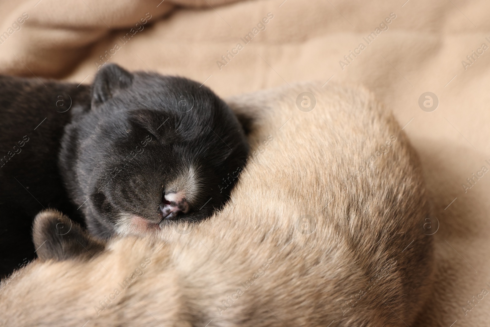 Photo of Tiny puppies sleeping together on beige blanket, closeup