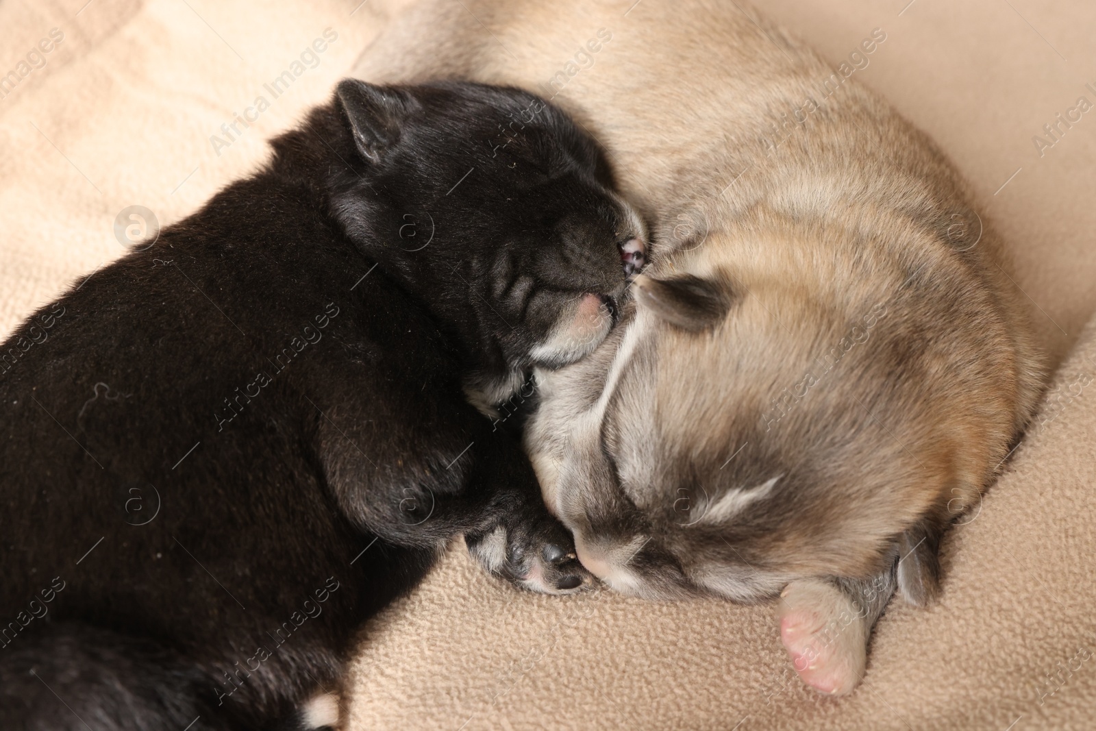 Photo of Tiny puppies sleeping together on beige blanket