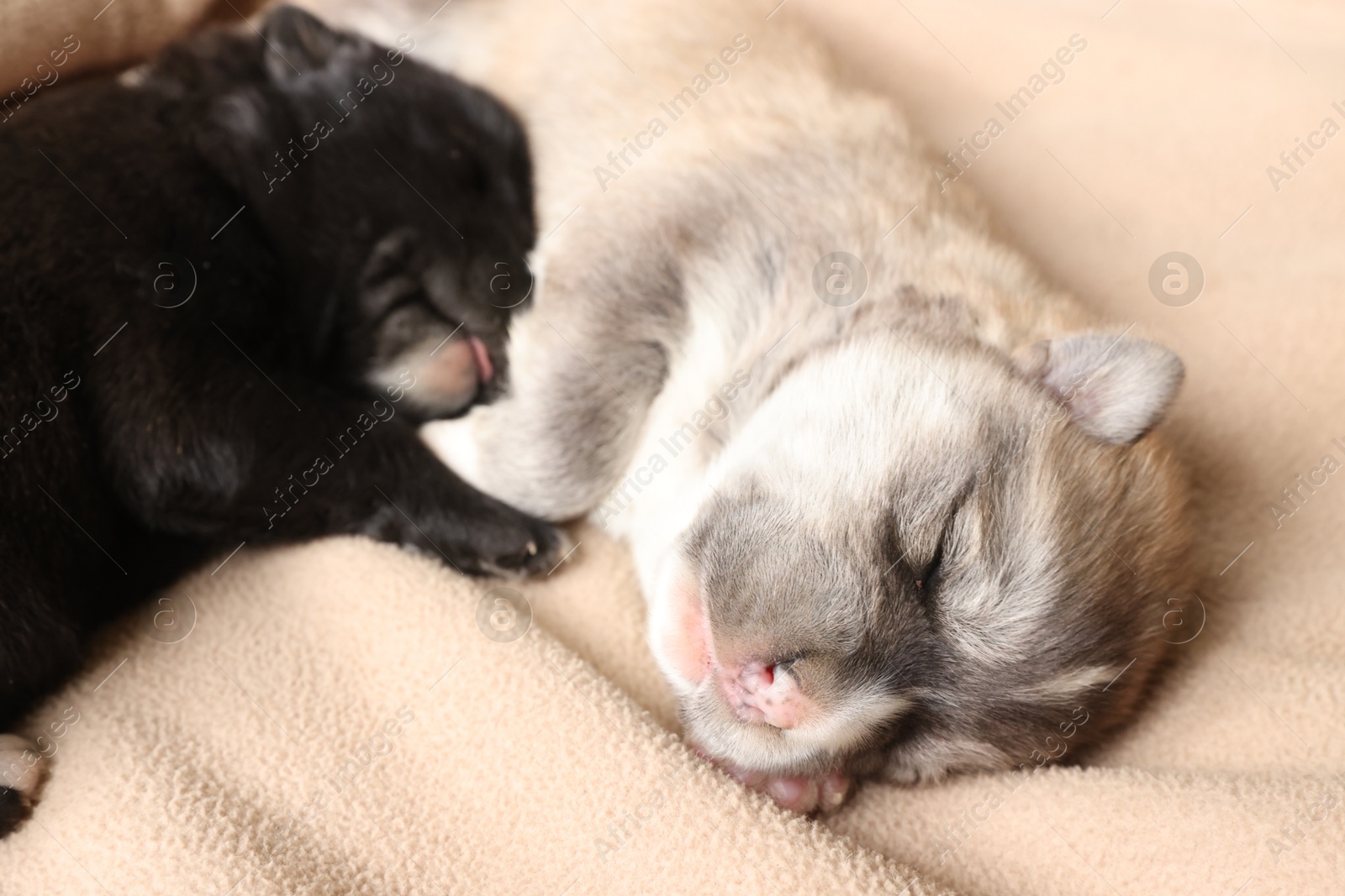 Photo of Tiny puppies sleeping together on beige blanket, closeup