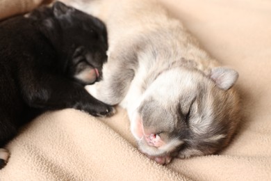 Tiny puppies sleeping together on beige blanket, closeup