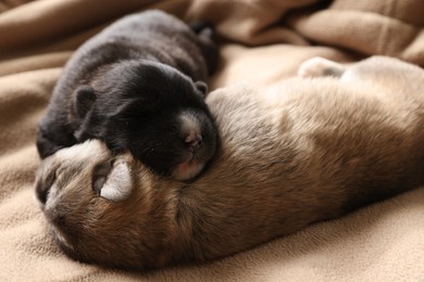 Tiny puppies sleeping together on beige blanket, closeup