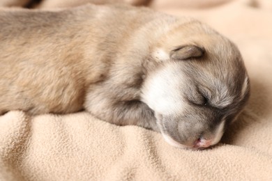 Photo of One tiny puppy sleeping on beige blanket, closeup