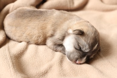 One tiny puppy sleeping on beige blanket