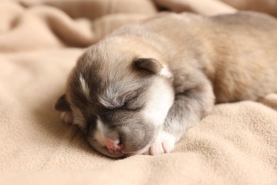 One tiny puppy sleeping on beige blanket, closeup