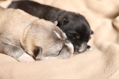 Photo of Tiny puppies sleeping together on beige blanket, closeup