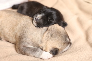 Photo of Tiny puppies sleeping together on beige blanket, closeup