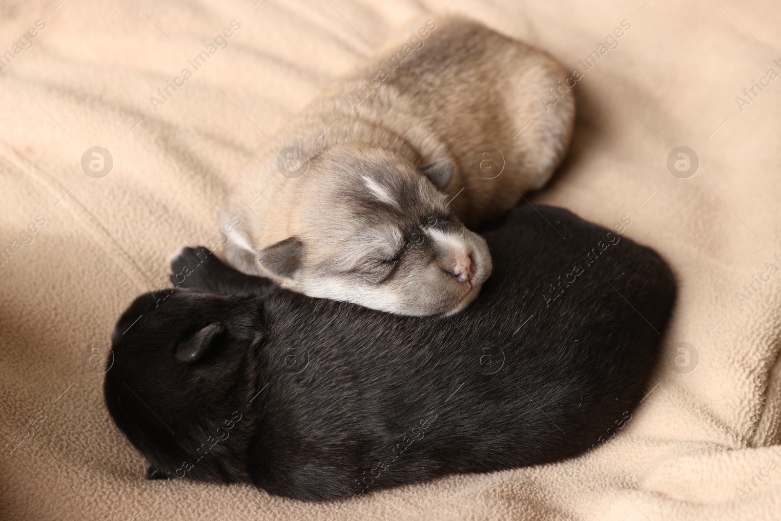 Photo of Tiny puppies sleeping together on beige blanket, closeup