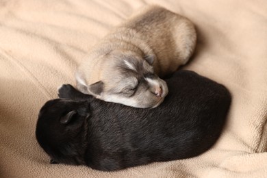 Tiny puppies sleeping together on beige blanket, closeup