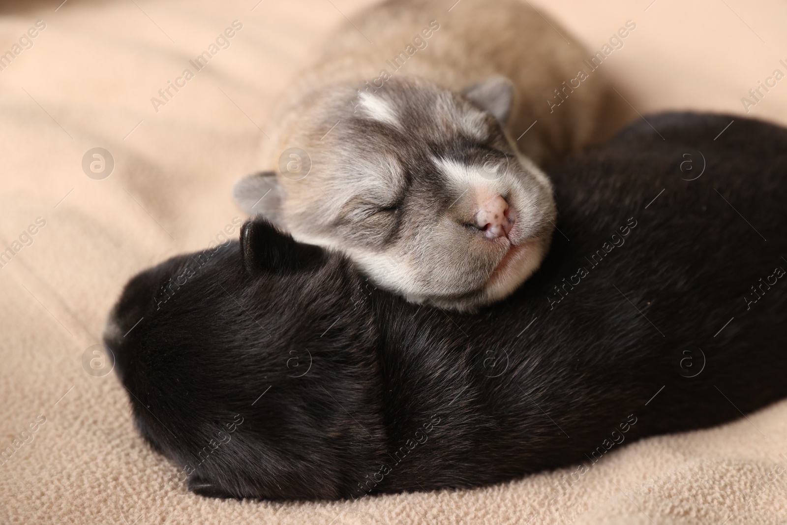 Photo of Tiny puppies sleeping together on beige blanket, closeup