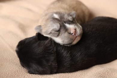 Tiny puppies sleeping together on beige blanket, closeup