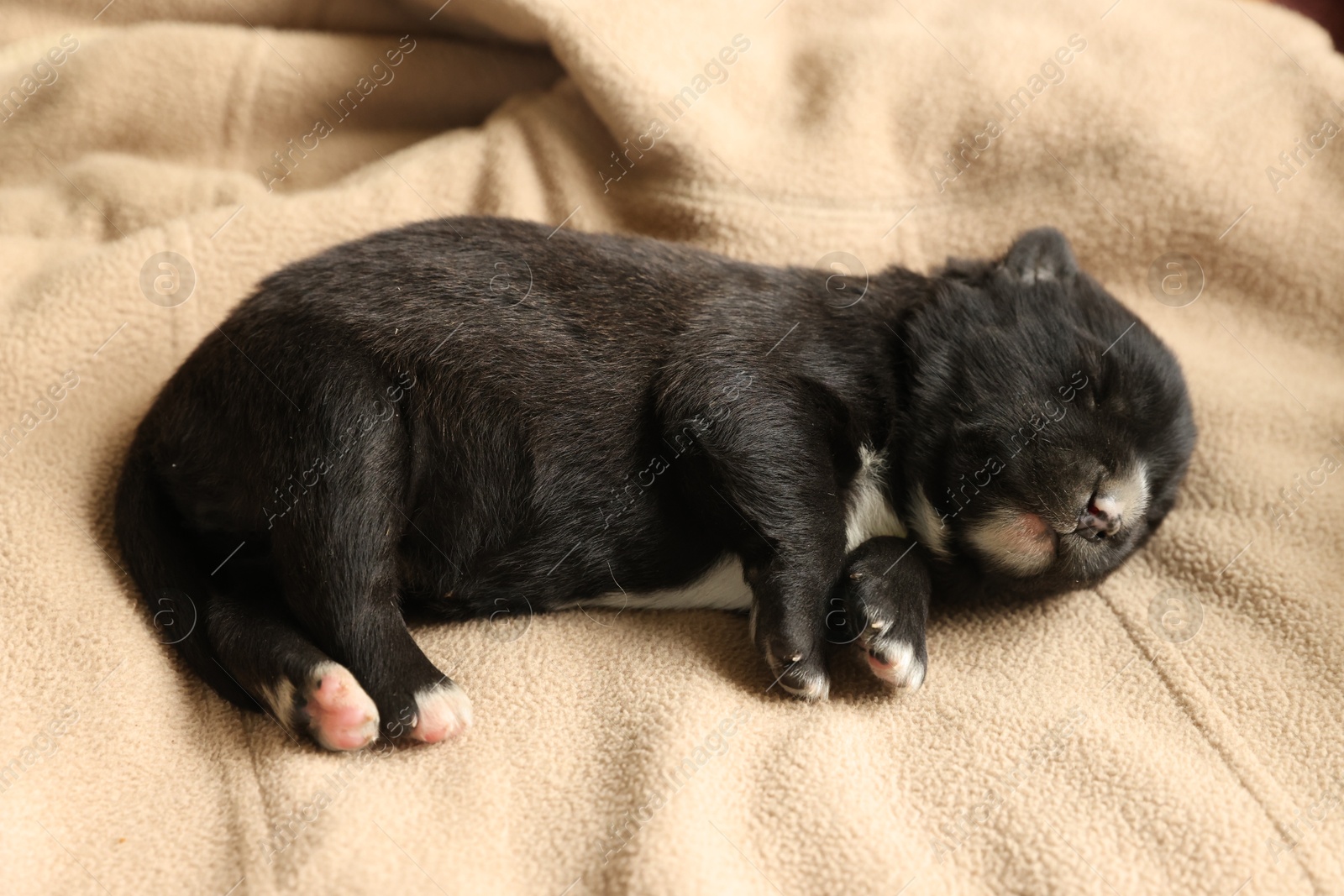 Photo of One tiny puppy sleeping on beige blanket