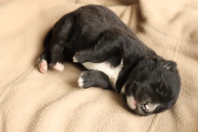 One tiny puppy sleeping on beige blanket