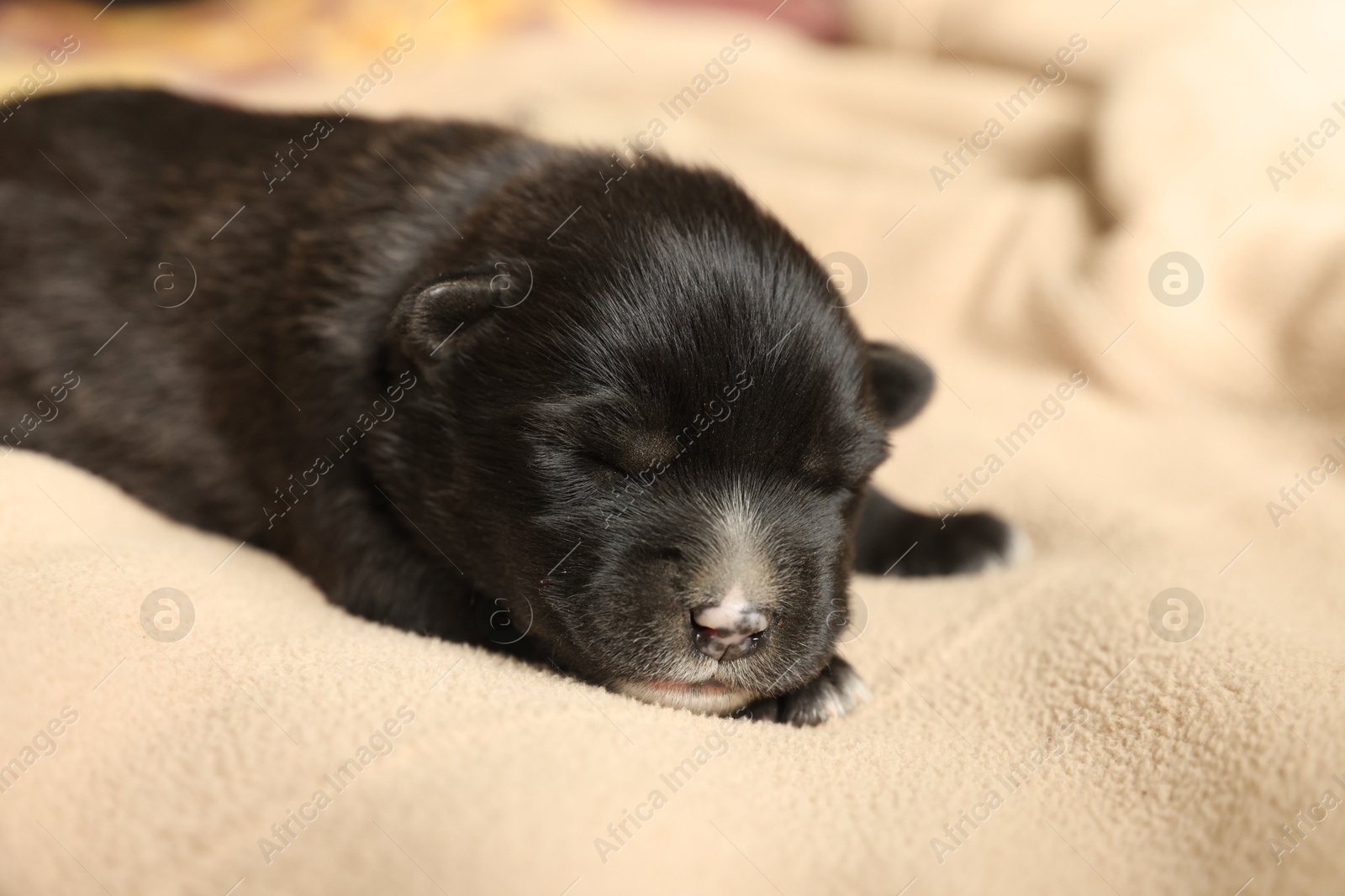 Photo of One tiny puppy sleeping on beige blanket, closeup