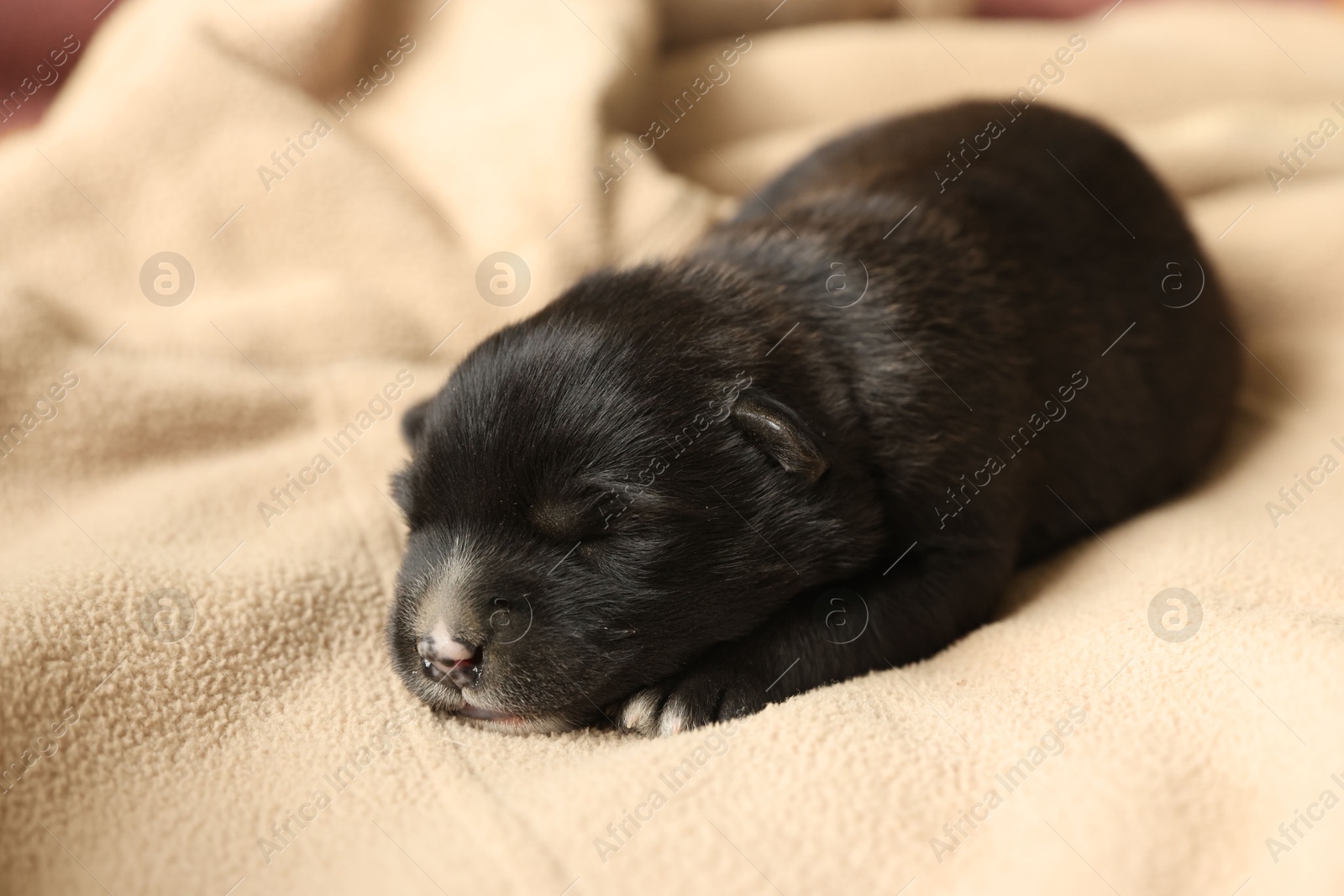 Photo of One tiny puppy sleeping on beige blanket, closeup