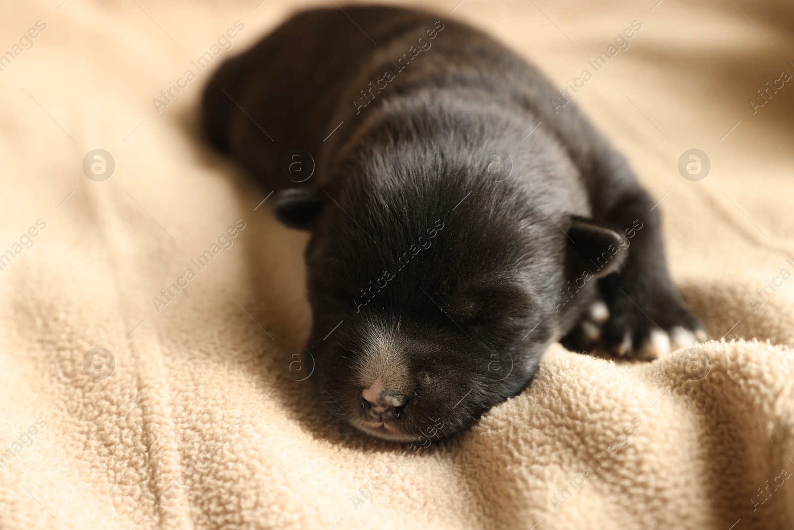 Photo of One tiny puppy sleeping on beige blanket, closeup