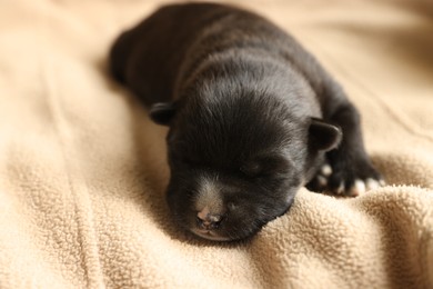 Photo of One tiny puppy sleeping on beige blanket, closeup