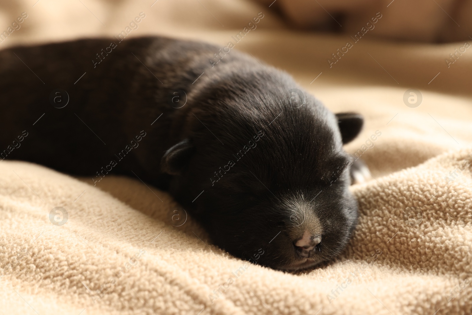 Photo of One tiny puppy sleeping on beige blanket, closeup