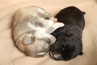 Photo of Tiny puppies sleeping together on beige blanket, closeup